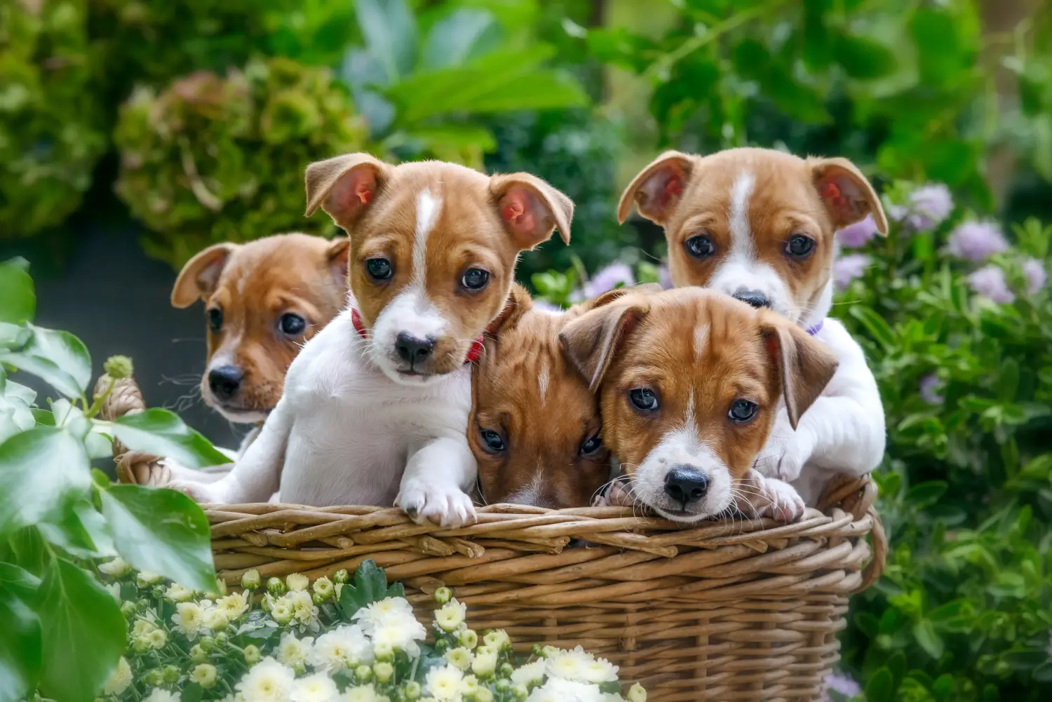 Acheter un chiot Jack Russell, c'est prendre ses responsabilités ! Acheter des chiots Jack Russell.