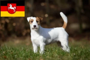 Lire la suite à propos de l’article Éleveurs de Jack Russell et chiots en Basse-Saxe
