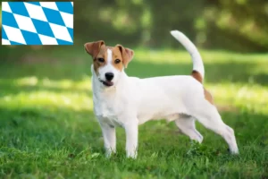Lire la suite à propos de l’article Éleveurs de Jack Russell et chiots en Bavière