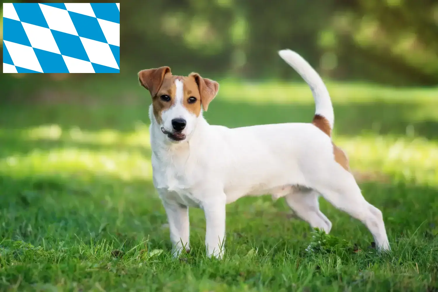 Jack Russell chiots et éleveurs Bavière Ici, tu trouveras des éleveurs de Jack Russell en Bavière.