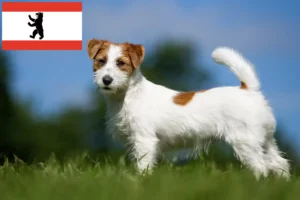Lire la suite à propos de l’article Éleveurs de Jack Russell et chiots à Berlin