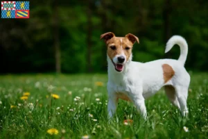 Lire la suite à propos de l’article Éleveurs de Jack Russell et chiots en Bourgogne-Franche-Comté