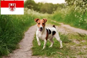 Lire la suite à propos de l’article Éleveurs de Jack Russell et chiots dans le Brandebourg
