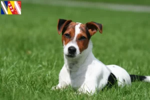 Lire la suite à propos de l’article Éleveurs de Jack Russell et chiots en Grand Est
