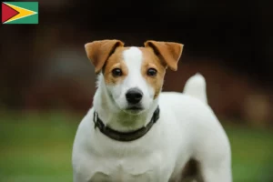 Lire la suite à propos de l’article Éleveurs de Jack Russell et chiots en Guyane