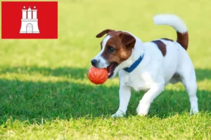 Lire la suite à propos de l’article Éleveurs de Jack Russell et chiots à Hambourg