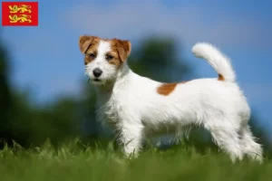 Lire la suite à propos de l’article Éleveurs de Jack Russell et chiots en Normandie
