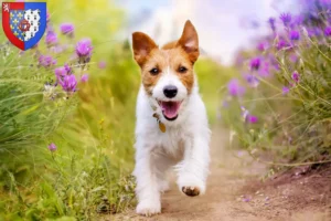 Lire la suite à propos de l’article Éleveurs de Jack Russell et chiots en Pays de la Loire