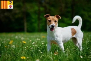 Lire la suite à propos de l’article Éleveurs de Jack Russell et chiots en Provence-Alpes-Côte d’Azur