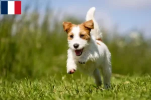 Lire la suite à propos de l’article Éleveurs de Jack Russell et chiots à la Réunion