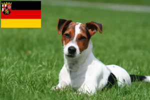 Lire la suite à propos de l’article Éleveurs de Jack Russell et chiots en Rhénanie-Palatinat