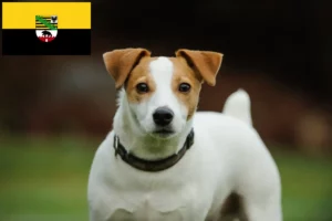 Lire la suite à propos de l’article Éleveurs de Jack Russell et chiots en Saxe-Anhalt
