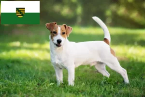 Lire la suite à propos de l’article Jack Russell éleveurs et chiots en Saxe