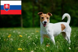 Lire la suite à propos de l’article Éleveurs de Jack Russell et chiots en Slovaquie
