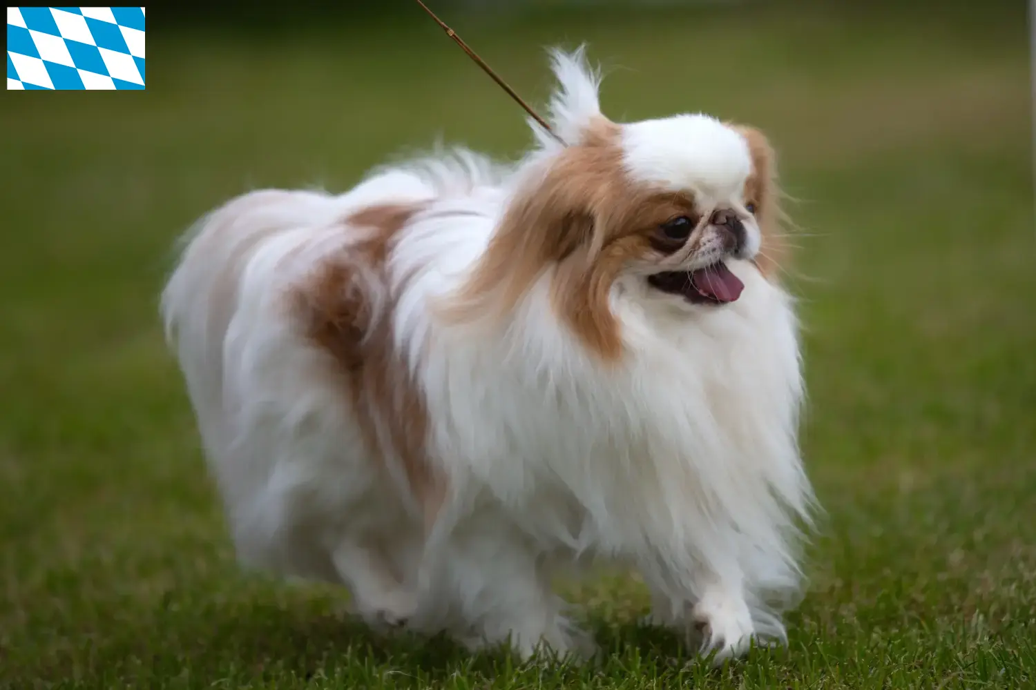 Japon Chin Chiots et éleveurs Bavière Ici, tu trouveras des éleveurs de Chinois du Japon en Bavière.