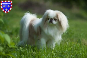Lire la suite à propos de l’article Japan Chin Éleveurs et chiots en Centre-Val de Loire