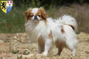 Lire la suite à propos de l’article Japan Chin Éleveurs et chiots en Hauts-de-France