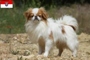 Lire la suite à propos de l’article Japan Chin Éleveurs et chiots en Hesse