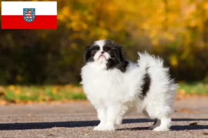 Lire la suite à propos de l’article Japan Chin éleveurs et chiots en Thuringe