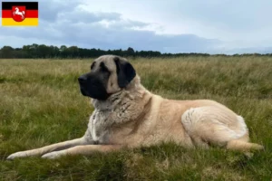 Lire la suite à propos de l’article Éleveurs de Kangal et chiots en Basse-Saxe