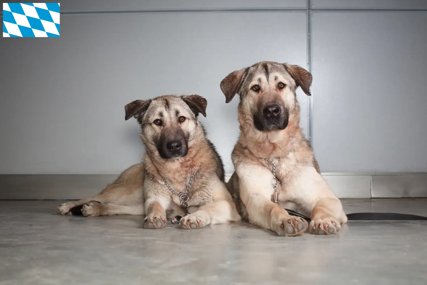 Kangal chiots et éleveurs Bavière Ici, tu trouveras des éleveurs de Kangals en Bavière.