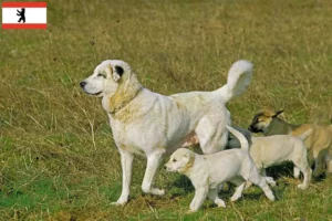 Lire la suite à propos de l’article Éleveurs de Kangal et chiots à Berlin
