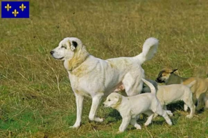 Lire la suite à propos de l’article Éleveurs de Kangal et chiots en Île-de-France