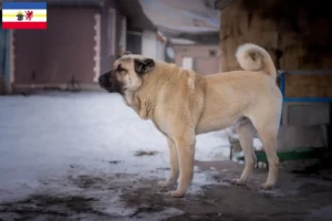 Lire la suite à propos de l’article Éleveurs de Kangal et chiots dans le Mecklembourg-Poméranie occidentale