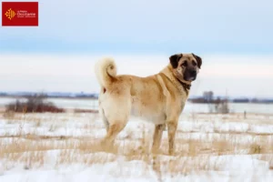Lire la suite à propos de l’article Éleveurs de Kangal et chiots en Occitanie