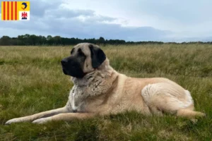 Lire la suite à propos de l’article Éleveurs de Kangal et chiots en Provence-Alpes-Côte d’Azur