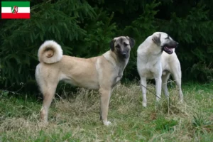 Lire la suite à propos de l’article Éleveurs de Kangal et chiots en Rhénanie-du-Nord-Westphalie