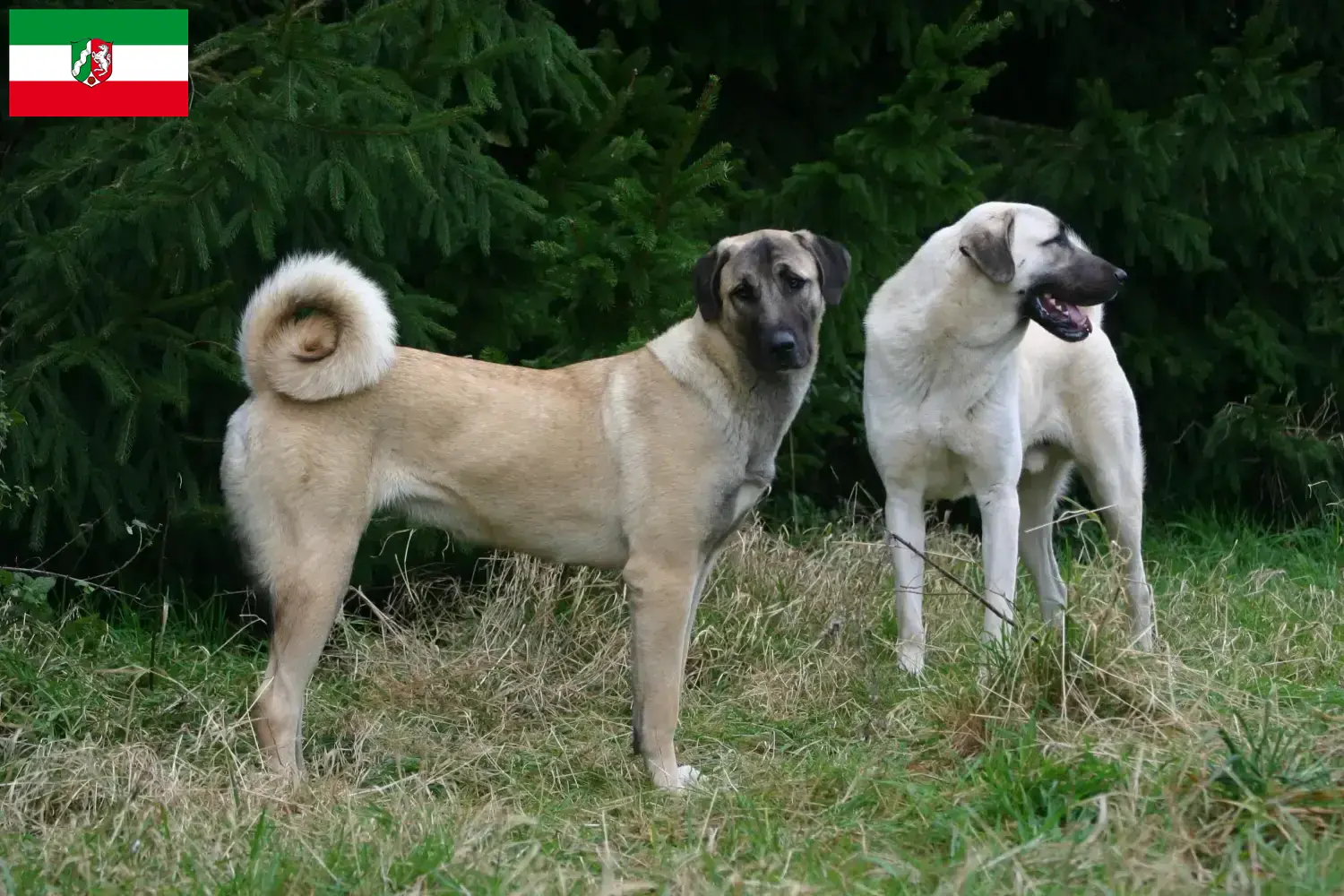 Kangal chiots et éleveurs Rhénanie-du-Nord-Westphalie Ici tu peux trouver des éleveurs de Kangals en Rhénanie-du-Nord-Westphalie.