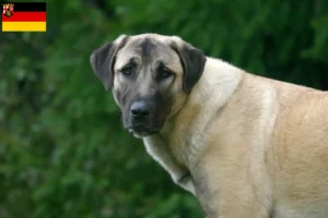 Lire la suite à propos de l’article Éleveurs de Kangal et chiots en Rhénanie-Palatinat