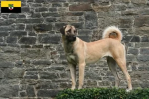 Lire la suite à propos de l’article Éleveurs de Kangal et chiots en Saxe-Anhalt