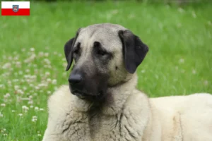 Lire la suite à propos de l’article Éleveurs de Kangal et chiots en Thuringe