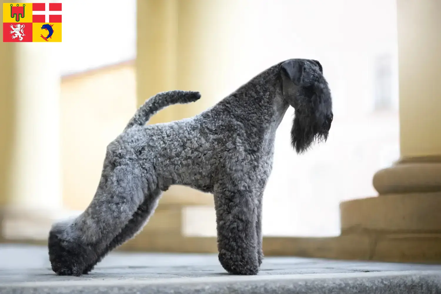 Chiots et éleveurs de Kerry Blue Terrier Auvergne-Rhône-Alpes Ici, tu trouveras des éleveurs de Kerry Blue Terrier en Auvergne-Rhône-Alpes.