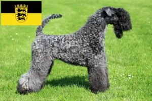 Lire la suite à propos de l’article Kerry Blue Terrier éleveurs et chiots en Baden-Württemberg
