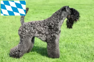 Lire la suite à propos de l’article Eleveurs de Kerry Blue Terrier et chiots en Bavière