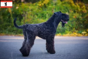 Lire la suite à propos de l’article Kerry Blue Terrier éleveurs et chiots à Berlin