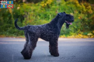 Lire la suite à propos de l’article Eleveurs de Kerry Blue Terrier et chiots en Bourgogne-Franche-Comté