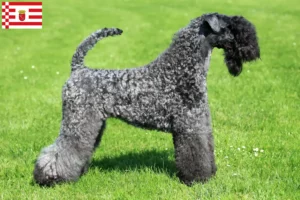 Lire la suite à propos de l’article Kerry Blue Terrier éleveurs et chiots à Brême