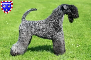 Lire la suite à propos de l’article Eleveurs de Kerry Blue Terrier et chiots en Centre-Val de Loire