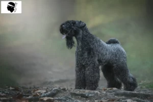 Lire la suite à propos de l’article Eleveurs de Kerry Blue Terrier et chiots en Corse