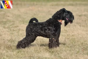 Lire la suite à propos de l’article Eleveurs de Kerry Blue Terrier et chiots en Grand Est