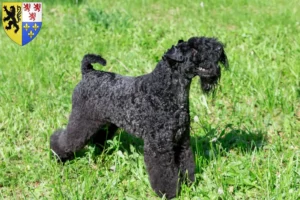 Lire la suite à propos de l’article Eleveurs de Kerry Blue Terrier et chiots en Hauts-de-France