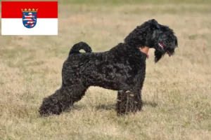 Lire la suite à propos de l’article Kerry Blue Terrier éleveurs et chiots en Hesse