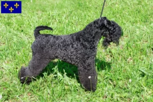 Lire la suite à propos de l’article Eleveurs de Kerry Blue Terrier et chiots en Île-de-France