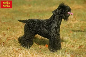 Lire la suite à propos de l’article Eleveurs de Kerry Blue Terrier et chiots en Normandie