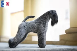 Lire la suite à propos de l’article Eleveurs de Kerry Blue Terrier et chiots en Nouvelle-Aquitaine