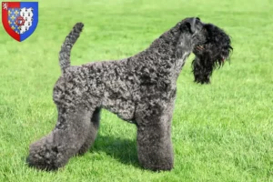 Lire la suite à propos de l’article Eleveurs de Kerry Blue Terrier et chiots en Pays de la Loire